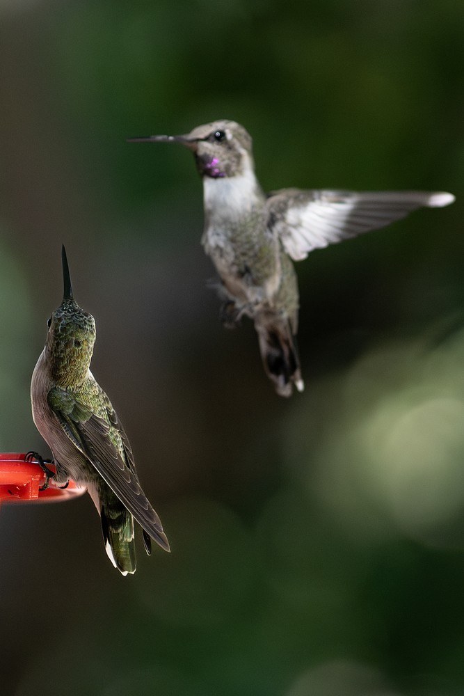 Two hummingbirds vie for territory around the feeder.